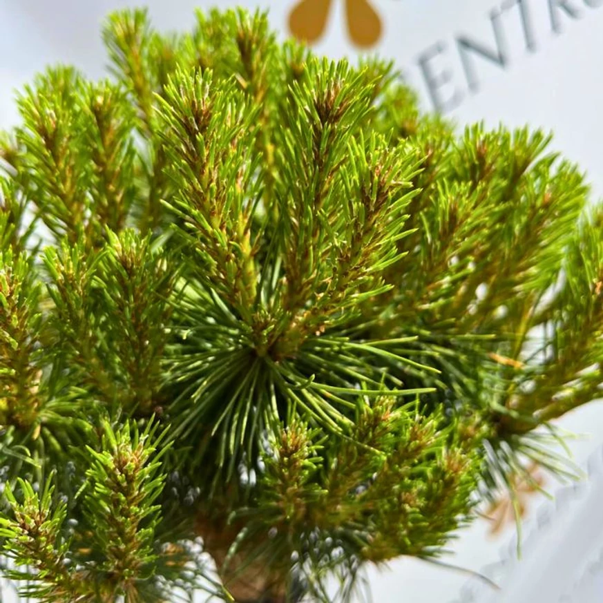 Pinus nigra Merci MT60 - Magastörzsű törpe feketefenyő