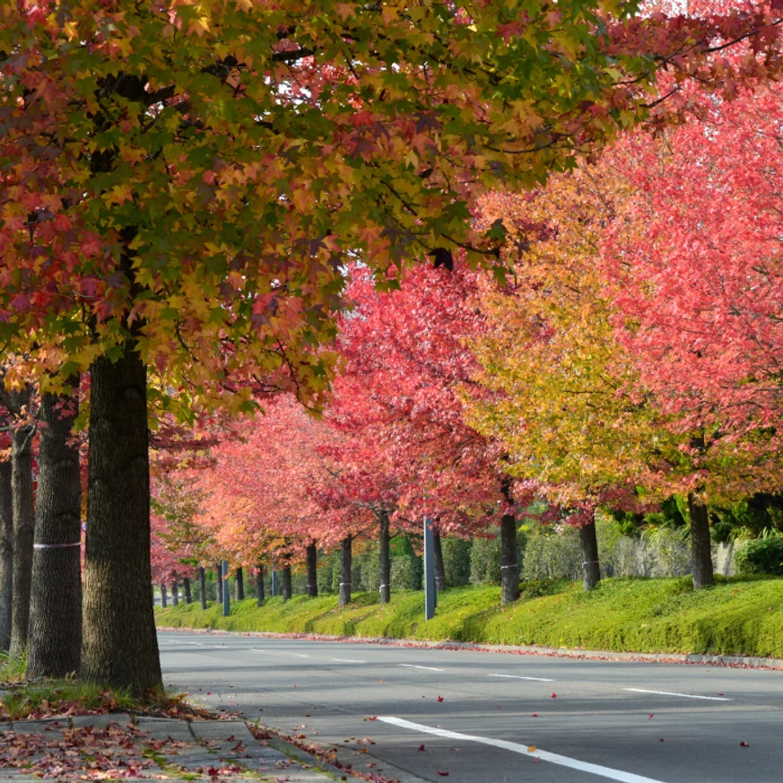 Liquidambar styraciflua Lane Roberts K7,5 - Amerikai ámbrafa