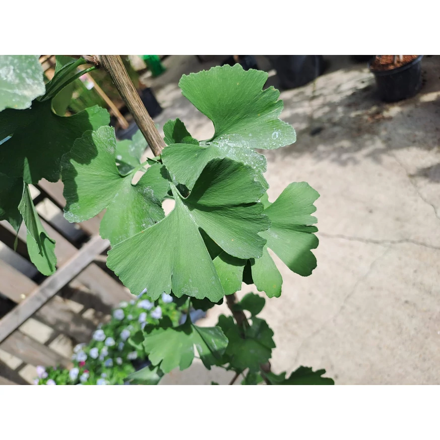 A Ginkgo biloba zöld, kagyló formájú levele közelről.