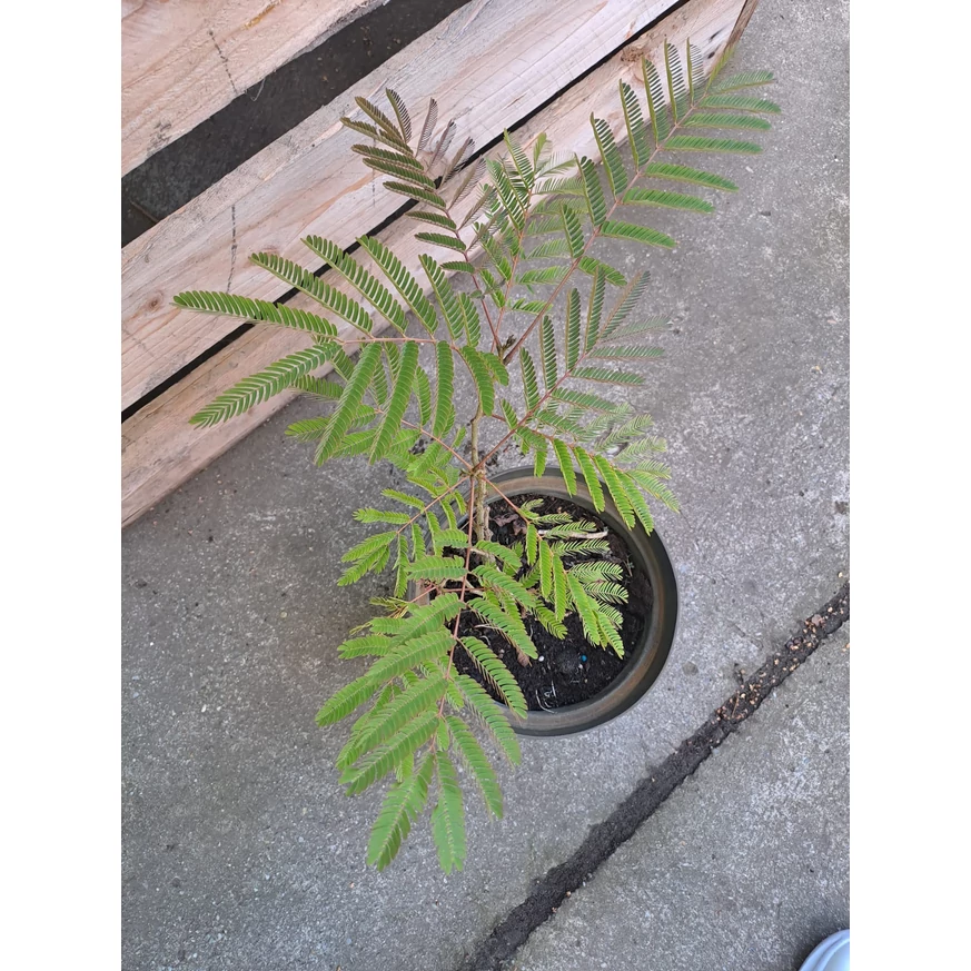 Albizia julibrissin K2 - Selyemakác