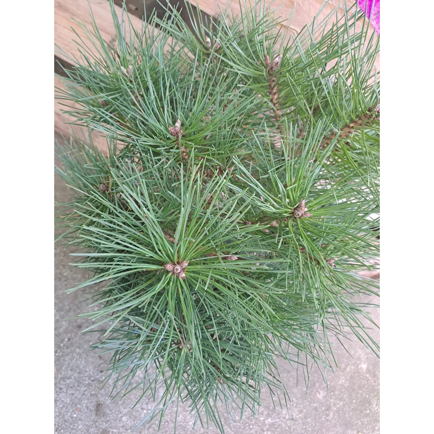 A Pinus nigra Brepo tűlevelei.