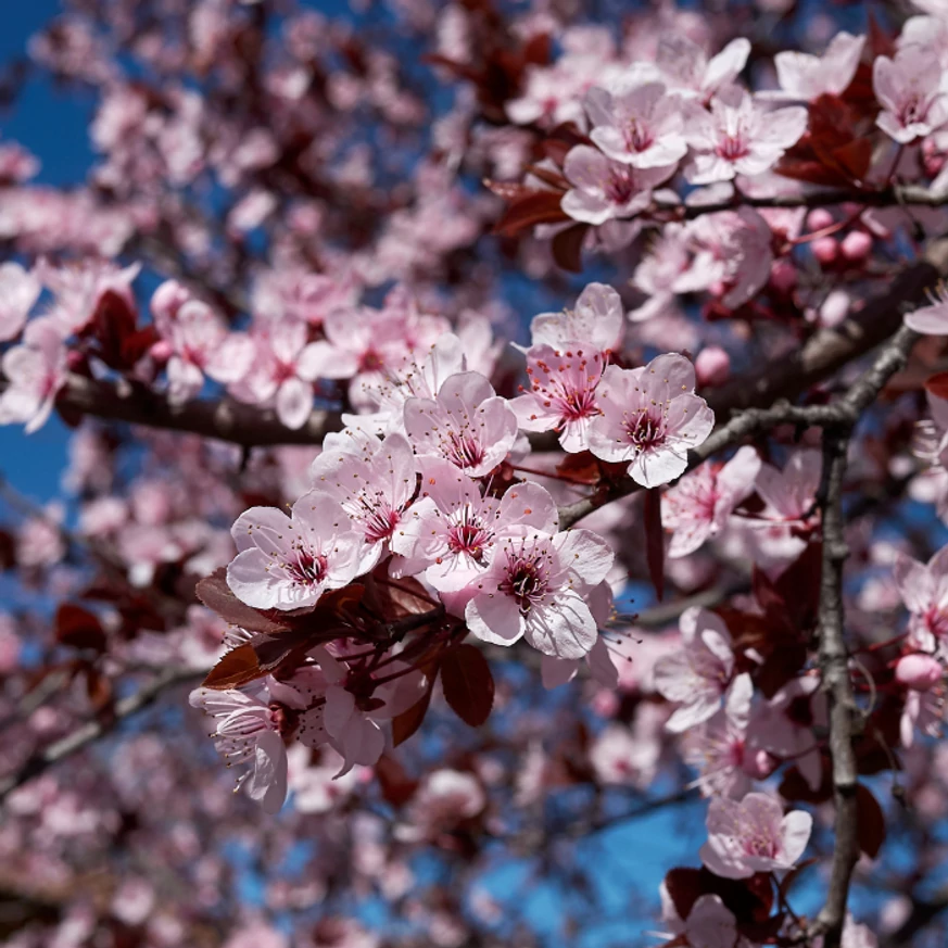 Prunus cerasifera Woodii virágzása.