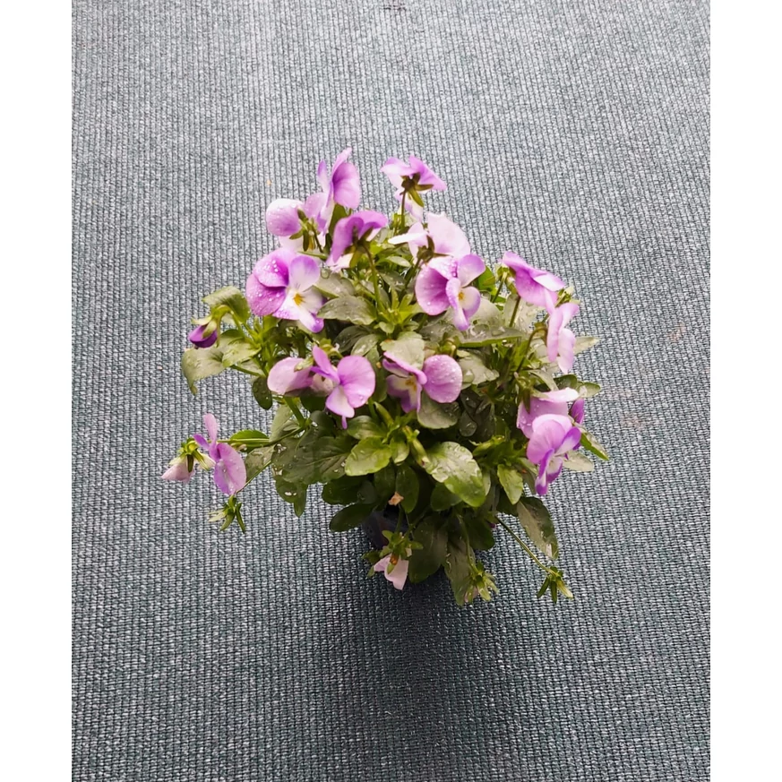 Viola × wittrockiana - Kerti árvácska