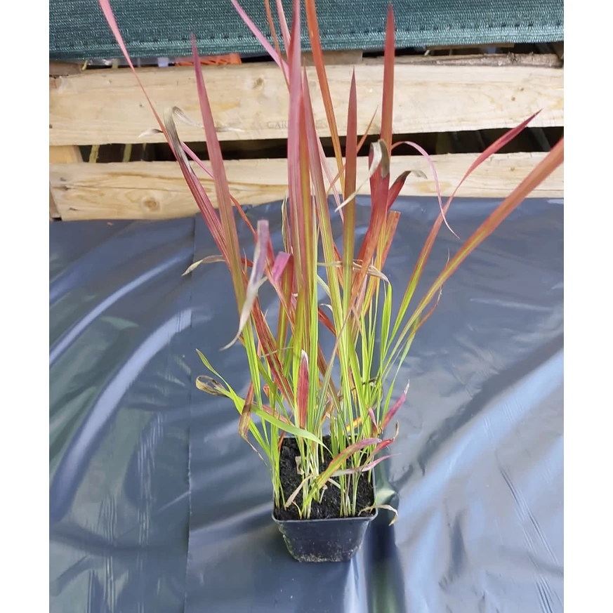 Imperata cylindrica Red Baron CS14 - Alangfű