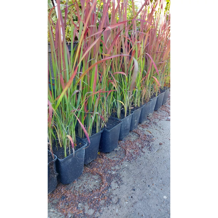 Imperata cylindrica Red Baron CS14 - Alangfű