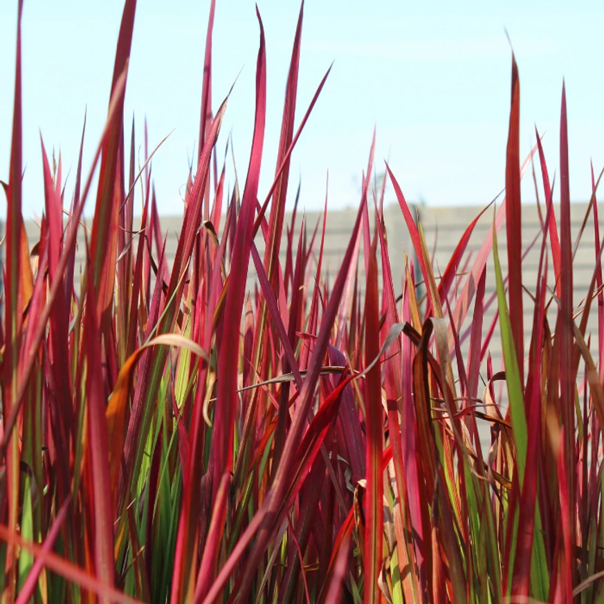 Az Imperata cylindrica piros lombozata.