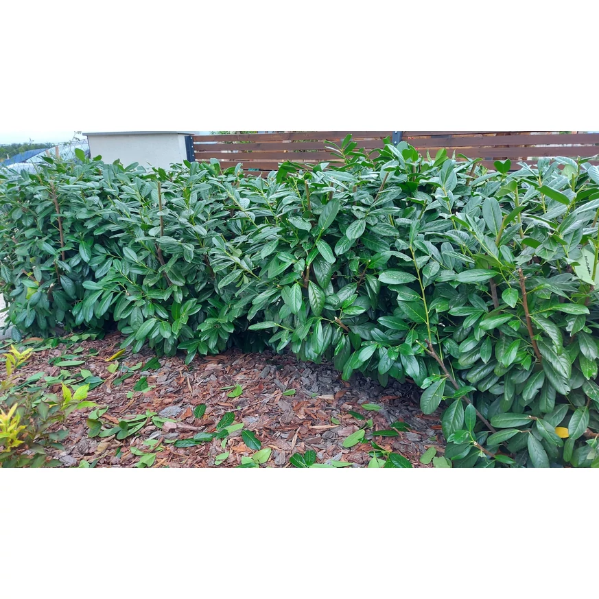 Prunus laurocerasus Novita K2 - Babérmeggy