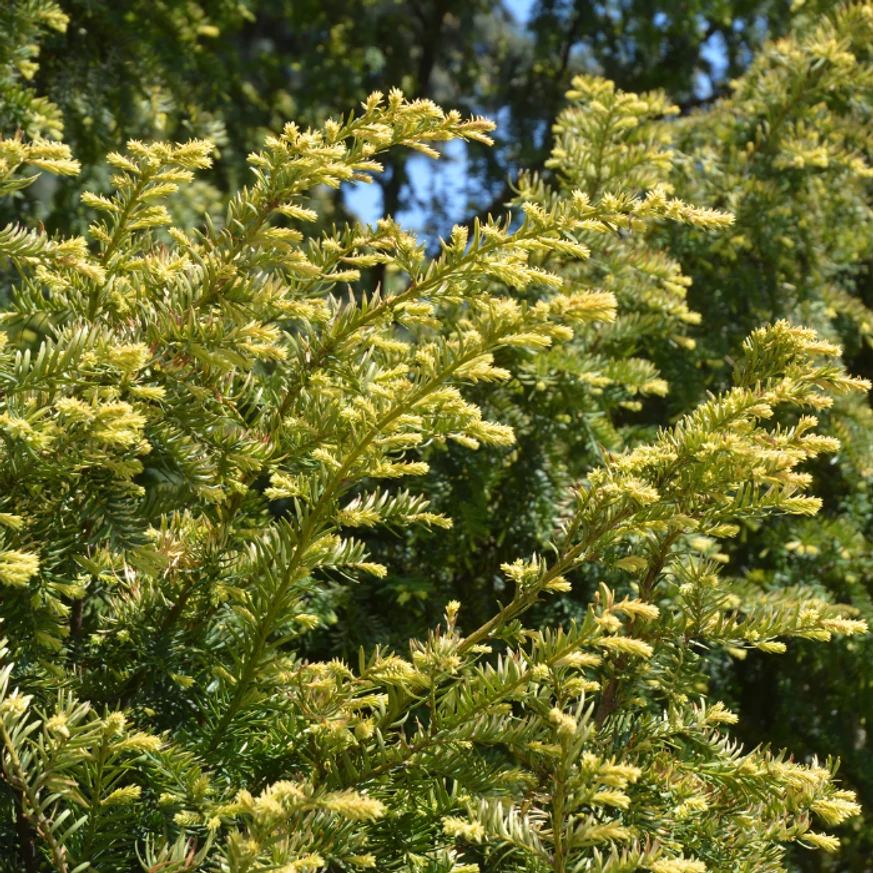 Taxus media Stricta Viridis.