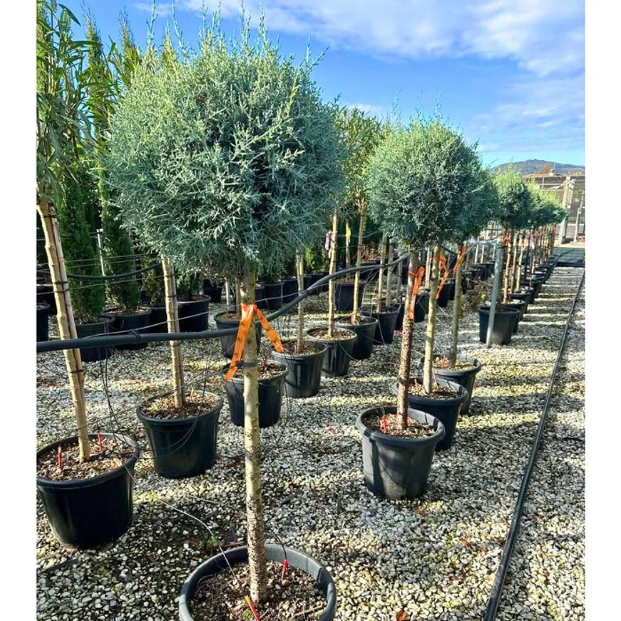 Magastörzsű arizoniai ciprus gömb formára nyírva.