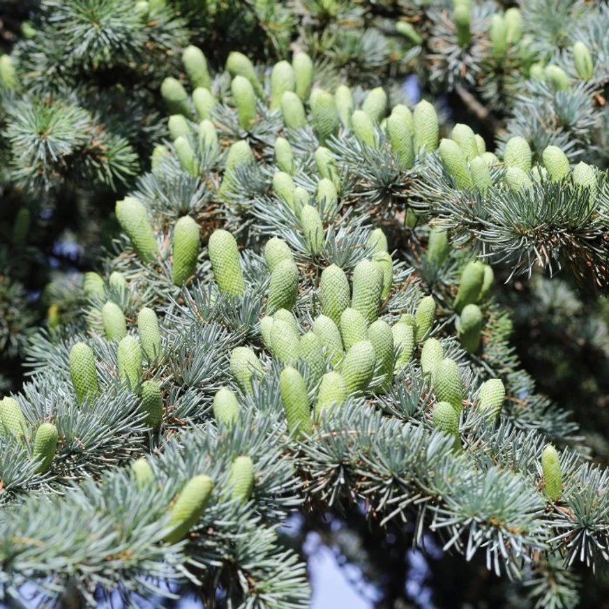 Cedrus atlantica Glauca atlasz cédrus kékeszöld tűlevelei.
