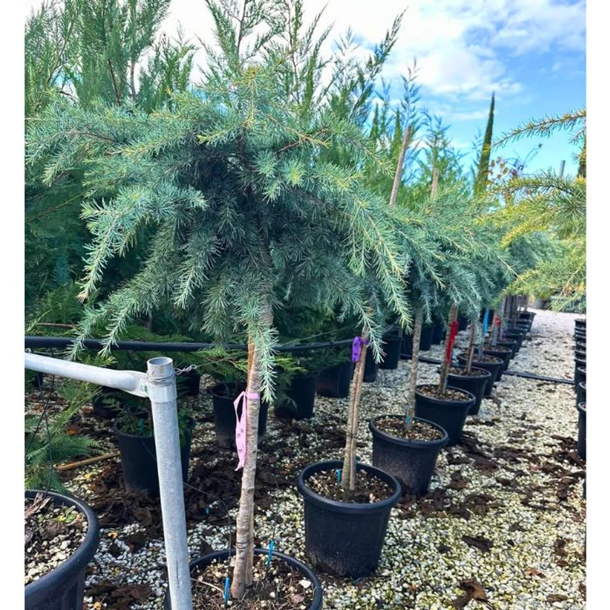 Cedrus deodara Feeling Blue csüngő cédrus törzses változata.