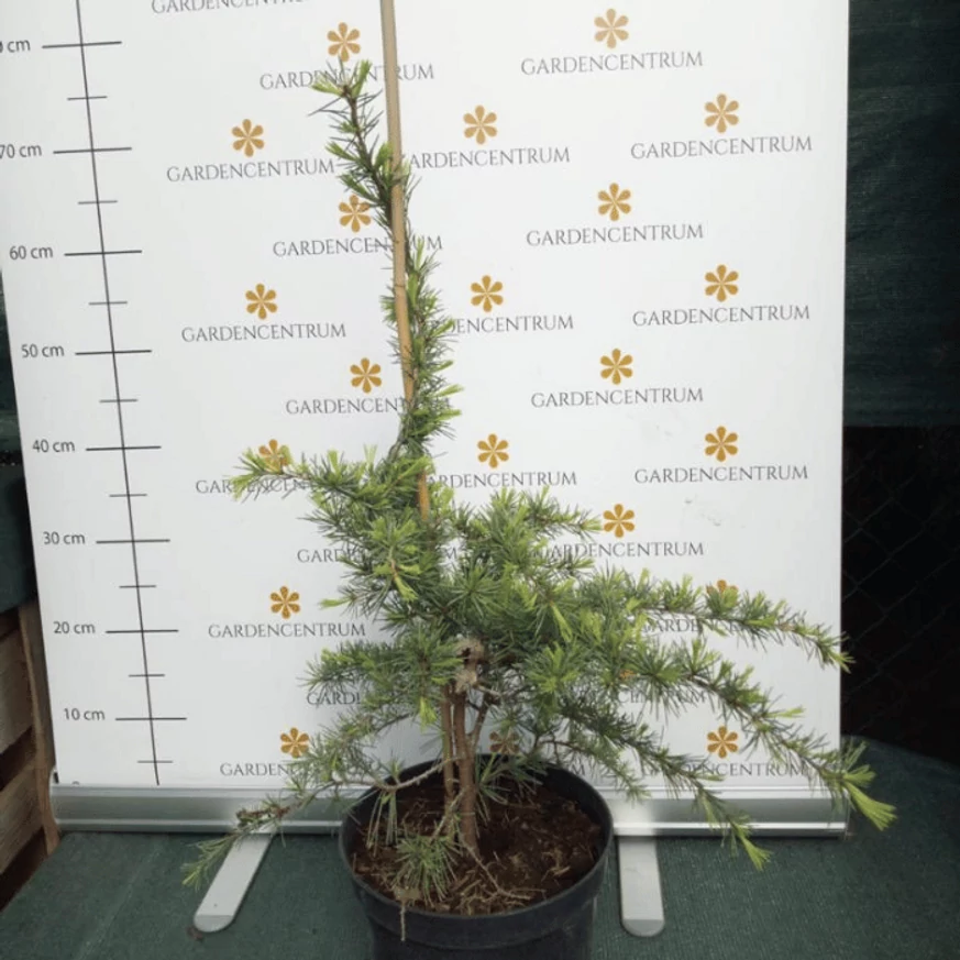 Cedrus deodara K3 - Arany terülő cédrus