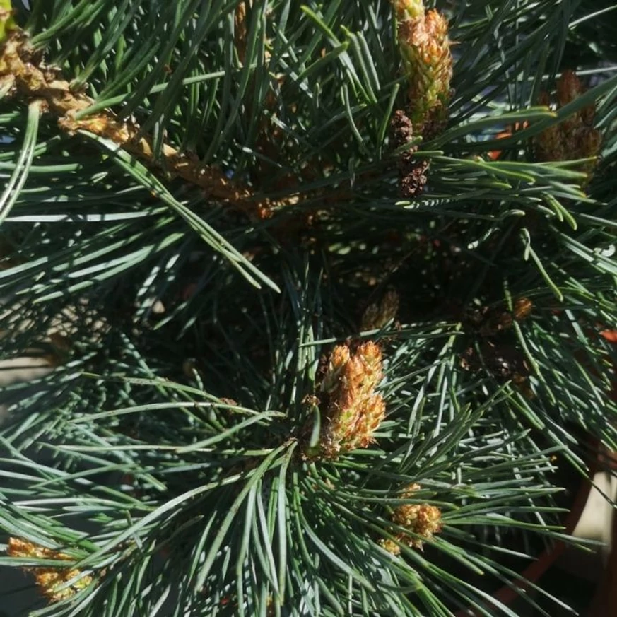 A Pinus sylvestris Chantry Blue örökzöld tűlevelei és hajtásai közelről.