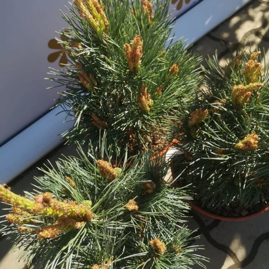 Ezüstös fényű, elegáns lombozatú Pinus sylvestris Chantry Blue növények.