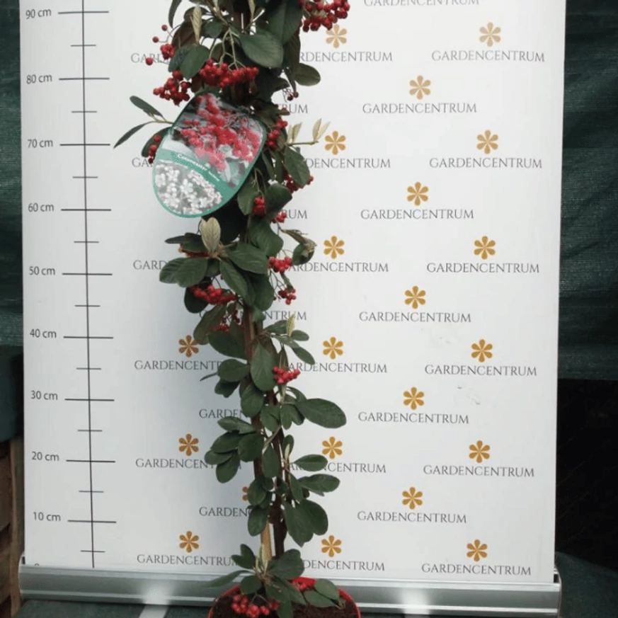 A piros bogyók csodásan díszítik az örökzöld lombozatot.