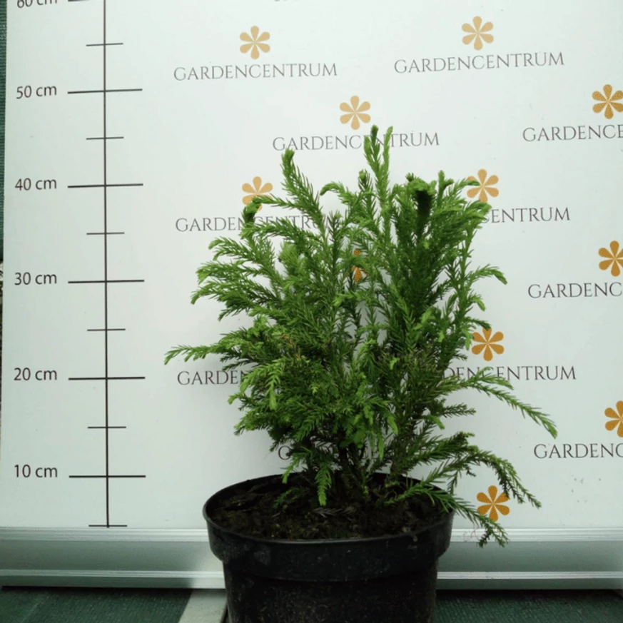 Cryptomeria japonica Cristata K2 - Japán szugifenyő