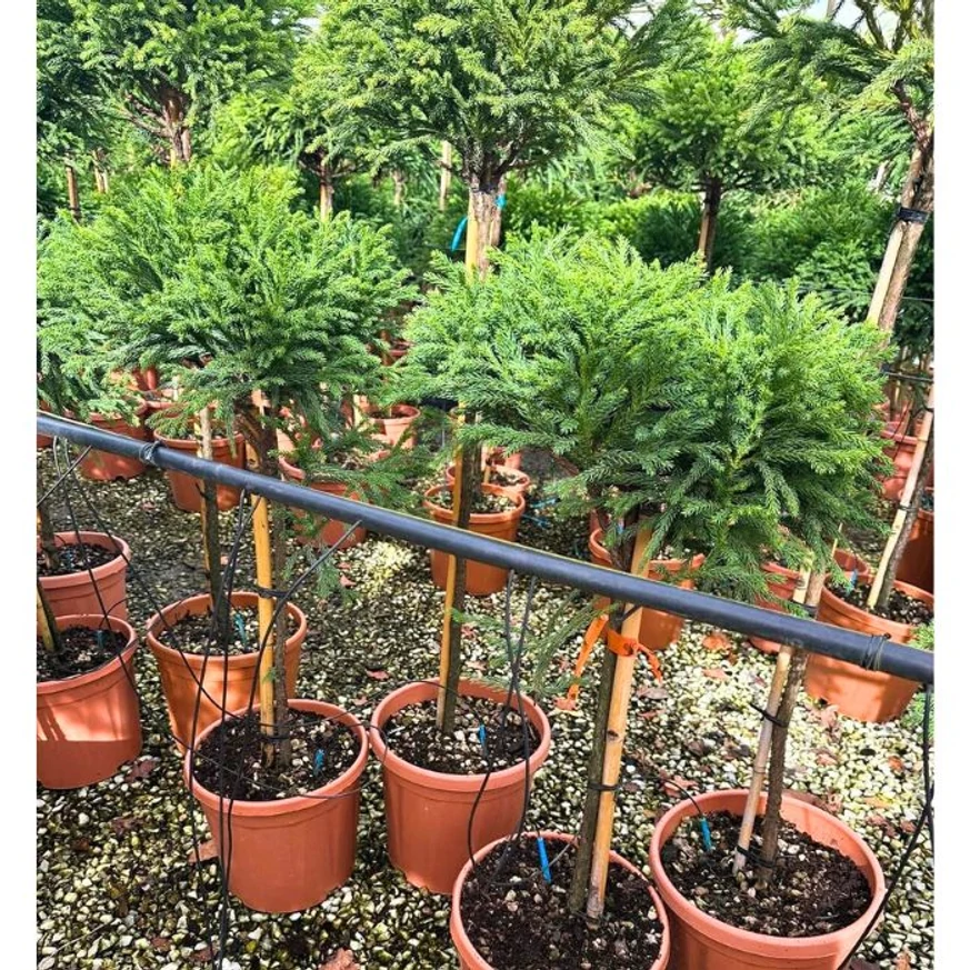 Magastörzsű japán ciprusok kinézete és jellegzetes lombozata.