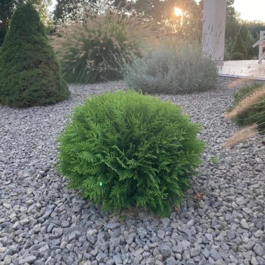 Thuja occidentalis Danica örökzöld lombja díszkerti kiültetésben szeptemberben. 