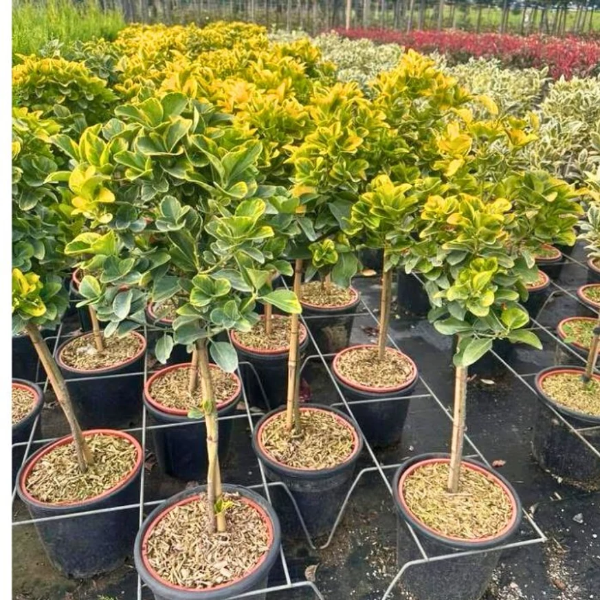 Euonymus japonicus Aureomarginatus tarka kecskerágó magastörzsű változata.