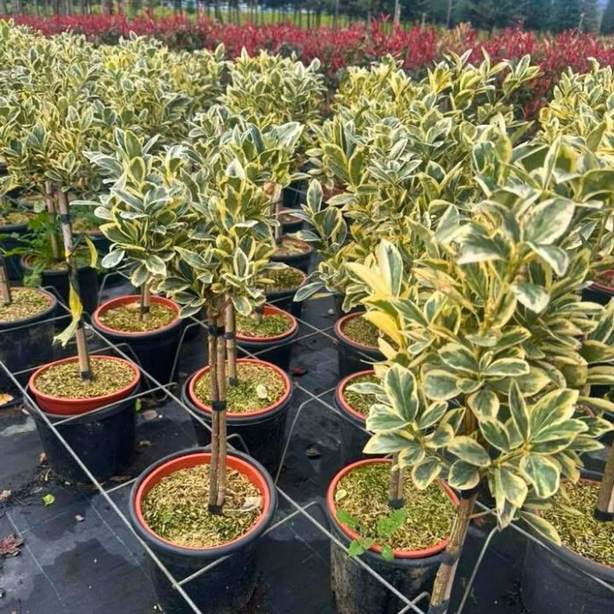 Magastörzsű tarka kecskerágó Bravo változatának csodás lombozata.