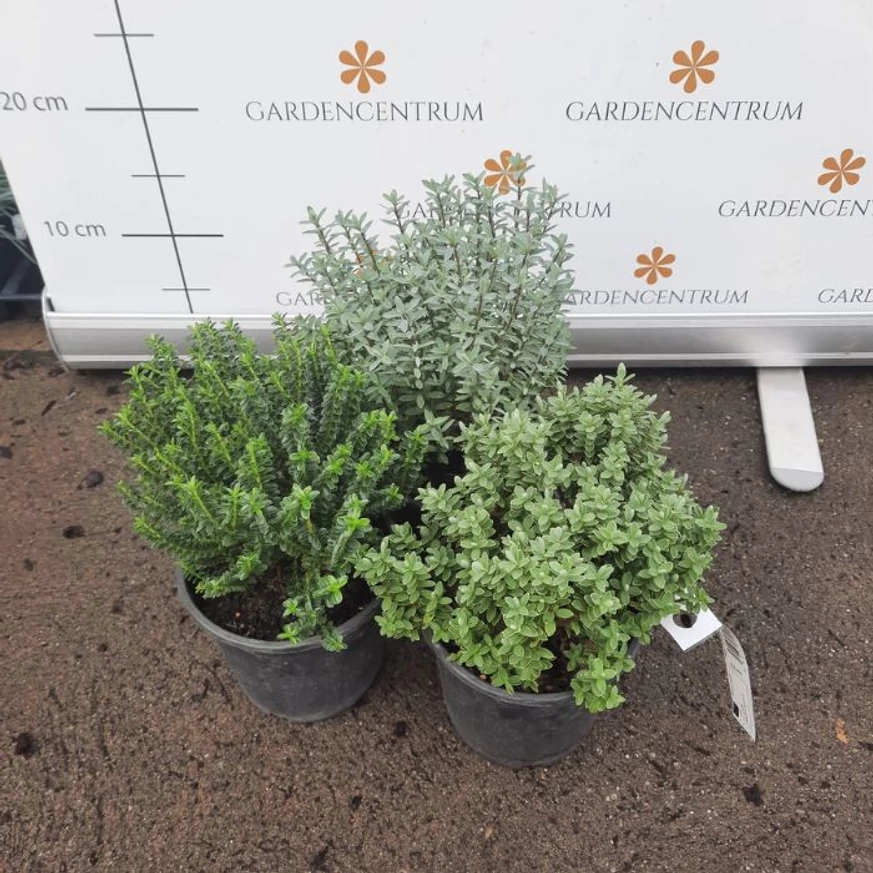 Felülnézeti fotón a Hebe x hybrida MIX örökzöldek októberben. 