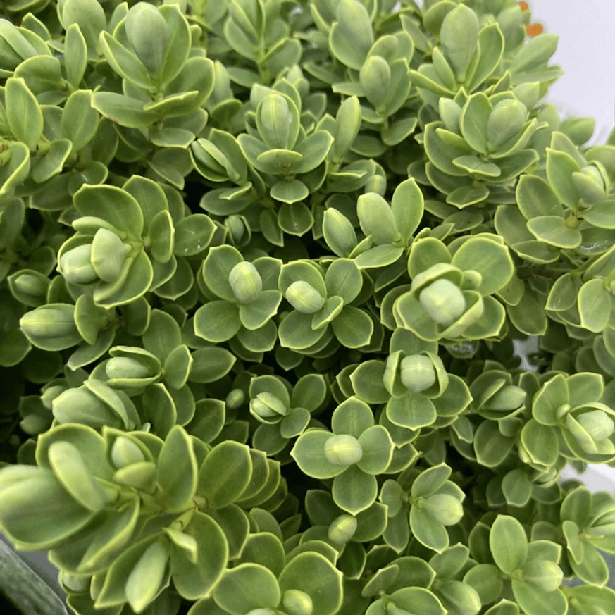 Hebe x hybrida lombozata közelről.