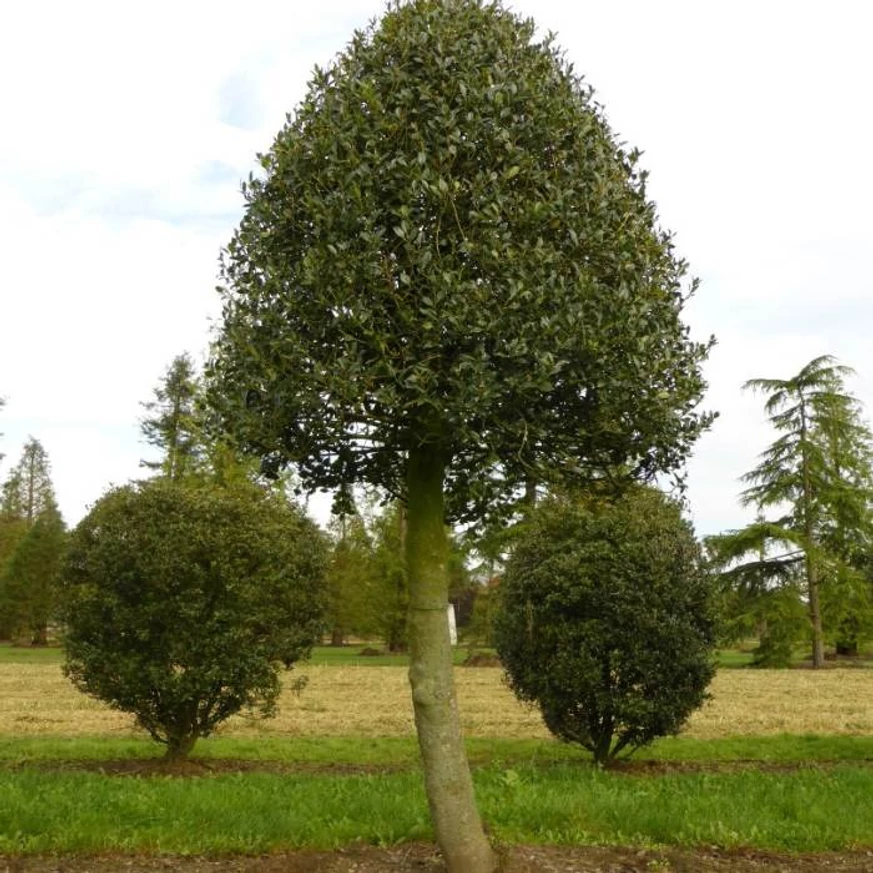 Több éves, koros Ilex aquifolium J.C van Tol.