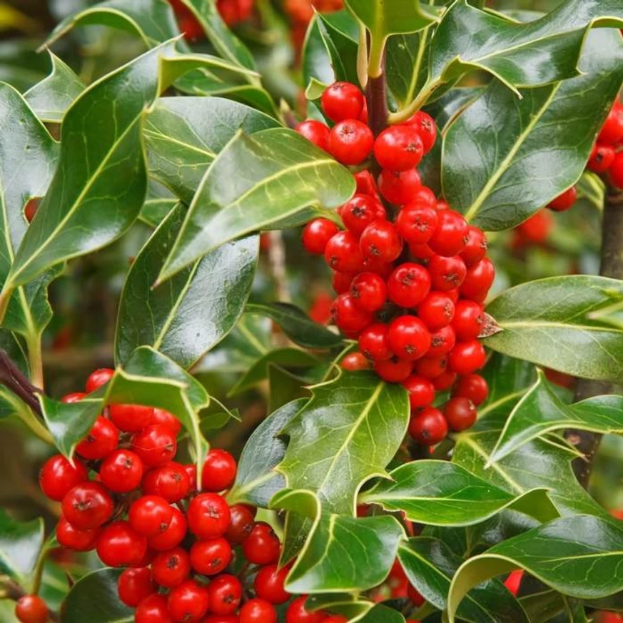 Az Ilex aquifolium J.C van Tol piros bogyó termése ősszel.