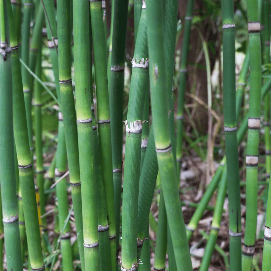 Equisetum P18 - Japán zsurló