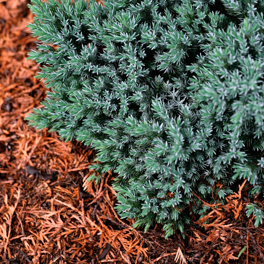 A Juniperus squamata Blue star törpe kék boróka ágyásban, fenyőkéreg takarással.