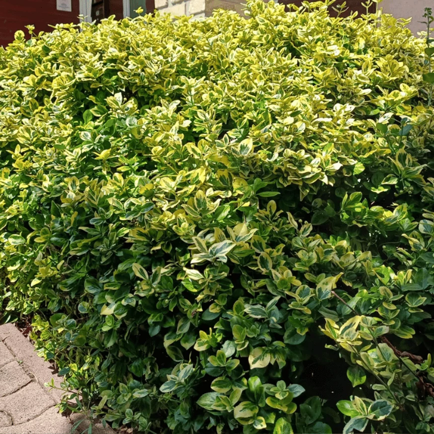 Euonymus fortunei Emerald'n Gold - Terülő kecskerágó