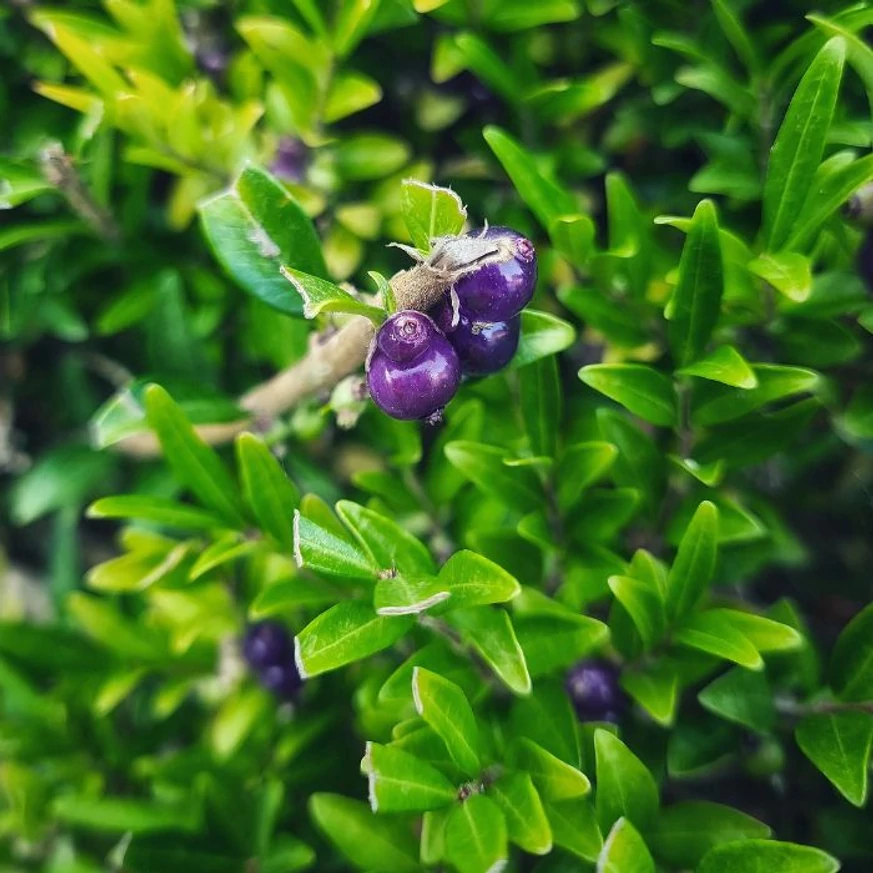 Lonicera pileata CS9 - Törpe lonc