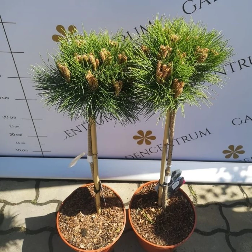 50 cm magas törzsre nevelt Pinus nigra Marie Brégeon növények árpilisban a kertészetünkben.