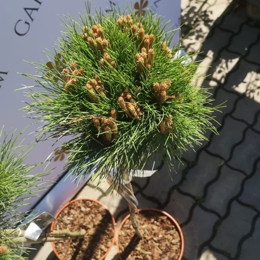 Pinus nigra Marie Brégeon áprilisi állapota kertészetünkben.