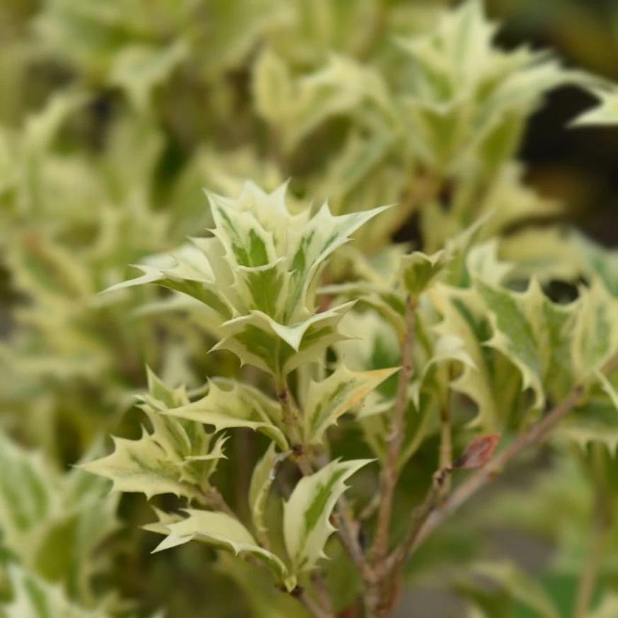 Szúrós, tarka leveleivel egész évben díszít az Osmanthus heterophyllus Variegatus illatcserje.