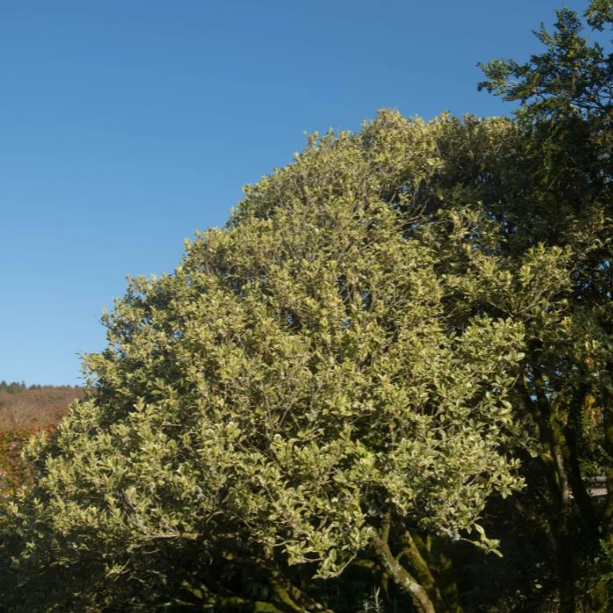 Osmanthus heterophyllus Variegatus tarkalevelű illatcserje kifejlett kori alakja.