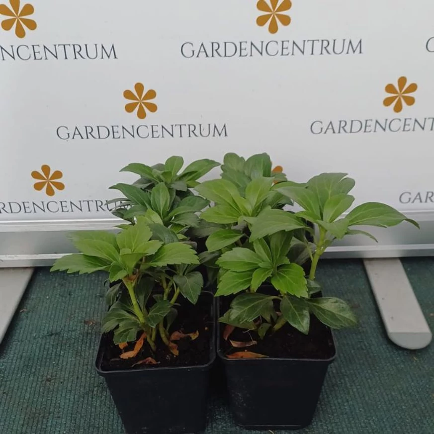 Pachysandra terminalis Green Carpet CS9 - Japán kövérke