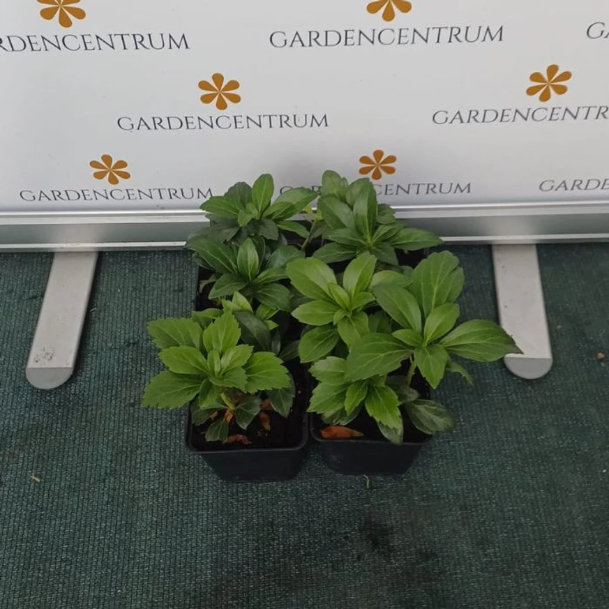 Pachysandra terminalis Green Carpet CS9 - Japán kövérke