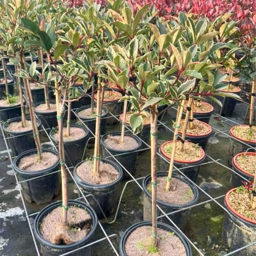 Magastörzsű Pink Marble korallberkenye kinézete.