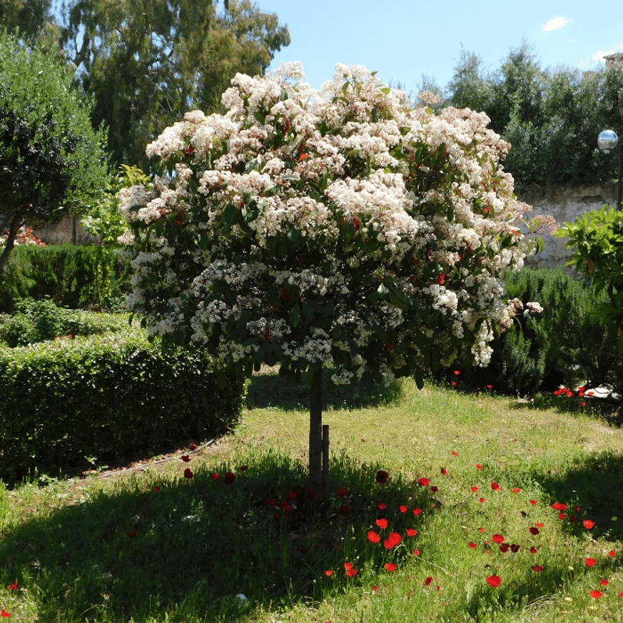 Photinia x fraserii Red Robin K7 - Törzses korallberkenye