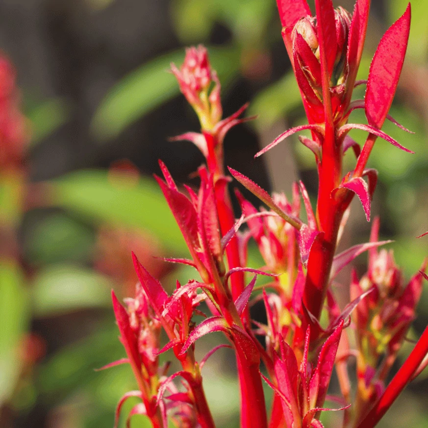 Photinia x fraserii Red Robin K7 - Törzses korallberkenye