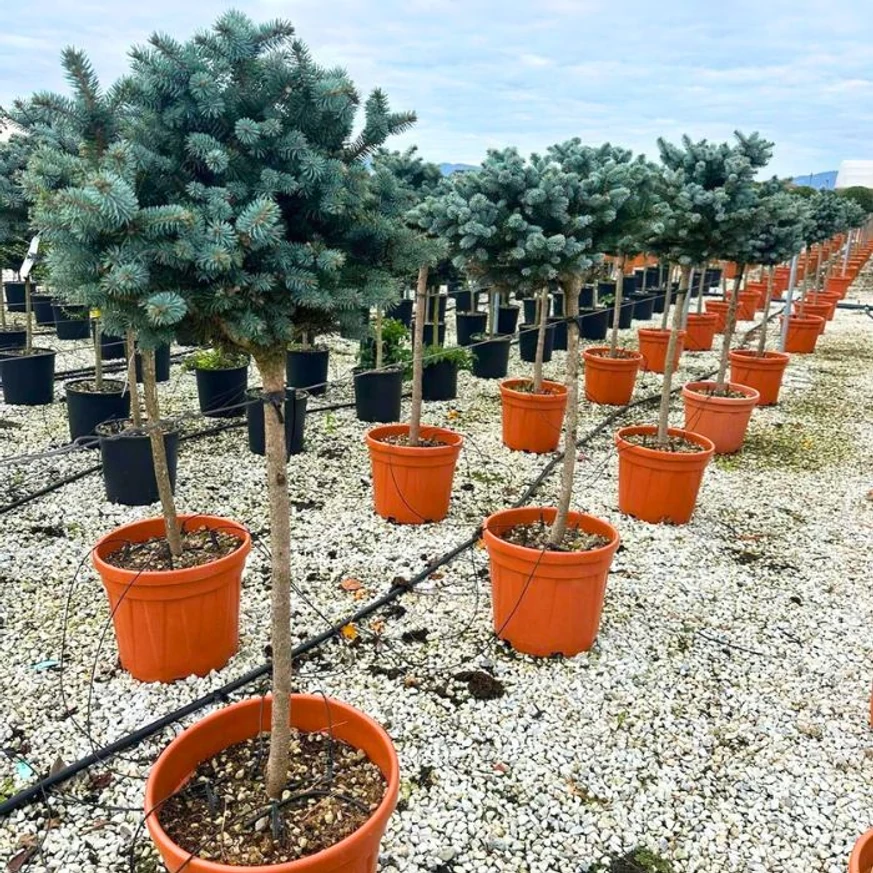 Picea pungens Glauca Globosa gömb koronájú ezüstfenyők magas törzsön.