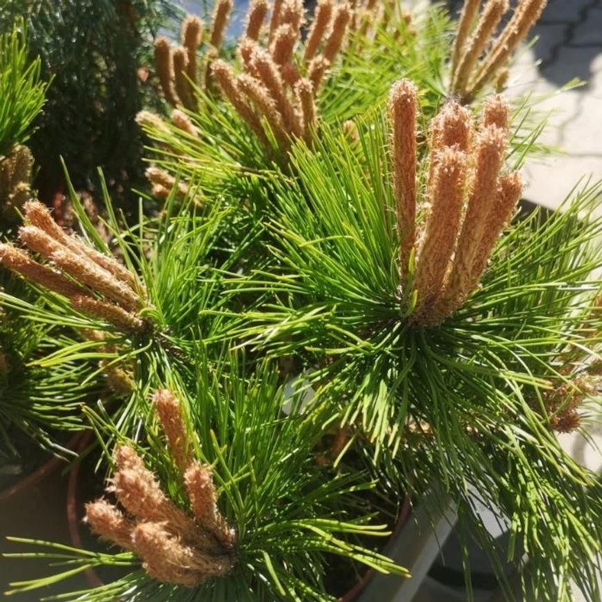 A Pinus densiflora Low Glow üde zöld tűlevelei és csillag mintázatban álló rügyei.