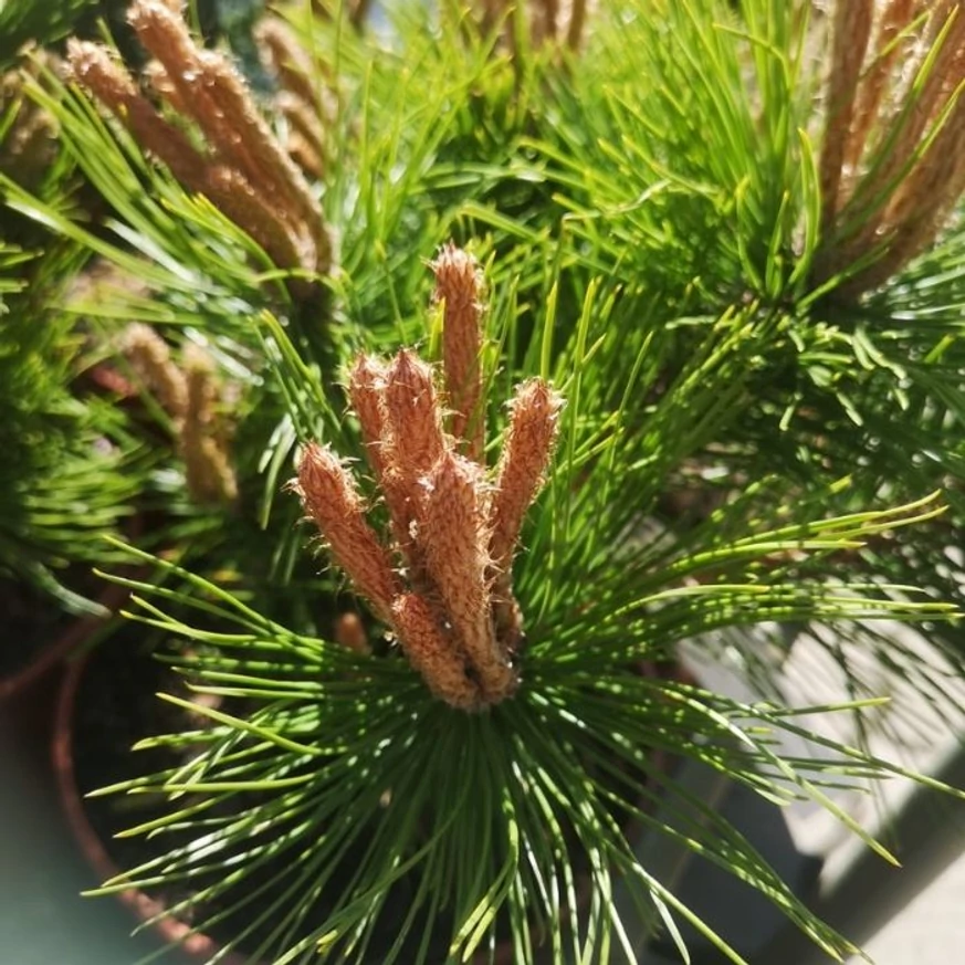 A Pinus densiflora Low Glow, törpe japán erdeifenyő dekoratív rügyekkel és limezöld tűlevelekkel díszít.