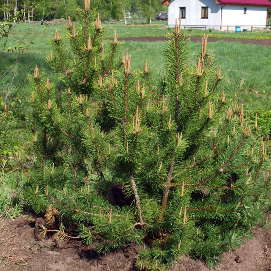Korosabb Pinus mugo Mops törpefenyő habitusa és kinézete.