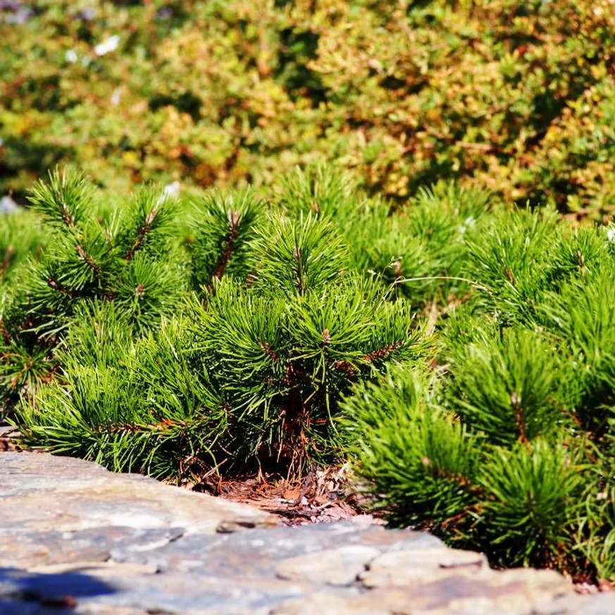 Pinus mugo Mops törpefenyő egy kerti út szegélyében.