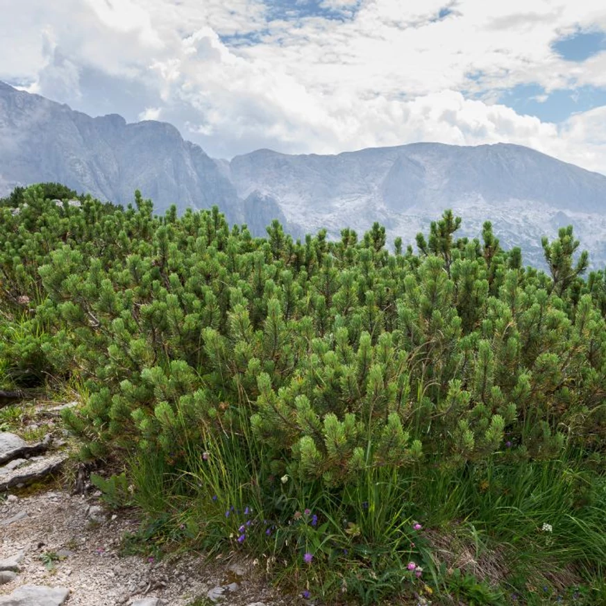 Pinus mugo Mops törpefenyő kifejlettkori állapota természetes élőhelyén.