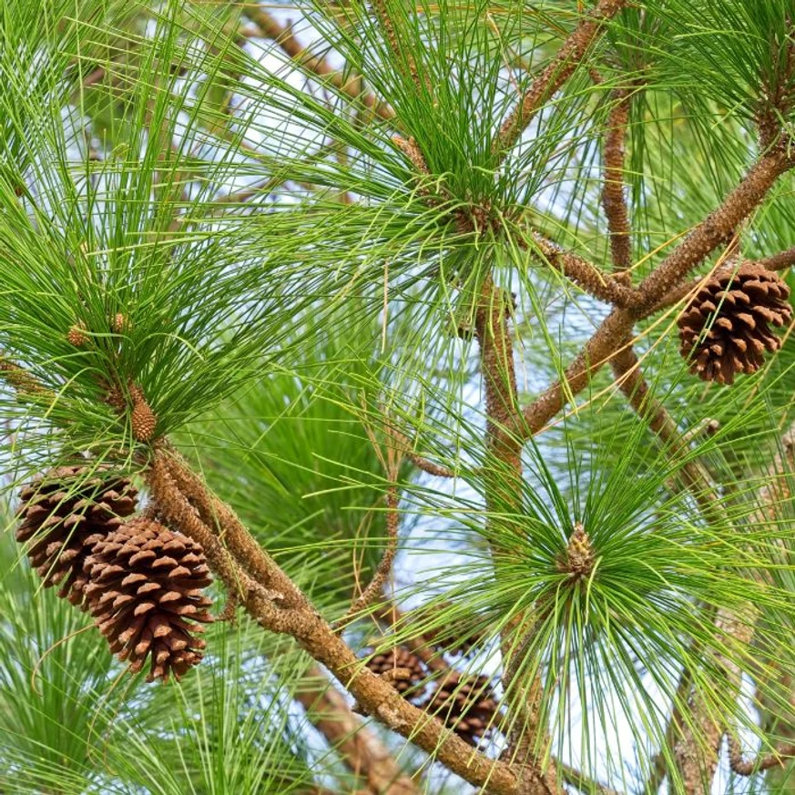 Pinus pinea hosszú tűlevelei és tobozai közelről.
