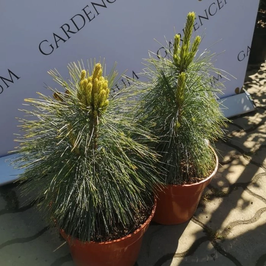 Szép, erős Pinus x schwerinii Wiethorst mini örökzöldek a kertészeti telephelyünkön. 