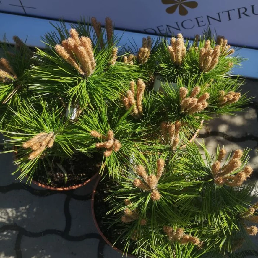 A Pinus densiflora, törpe japán erdeifenyő lombozata. 